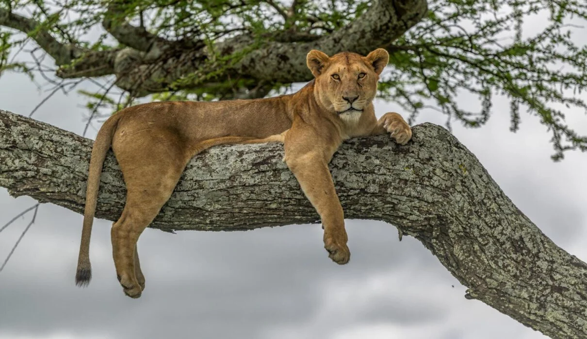 Arusha sightseeing tours 